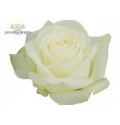 ΤΡΙΑΝΤΑΦΥΛΛΟ ΛΕΥΚΟ 60εκ. ROSEN ALPE D HUEZ 60cm